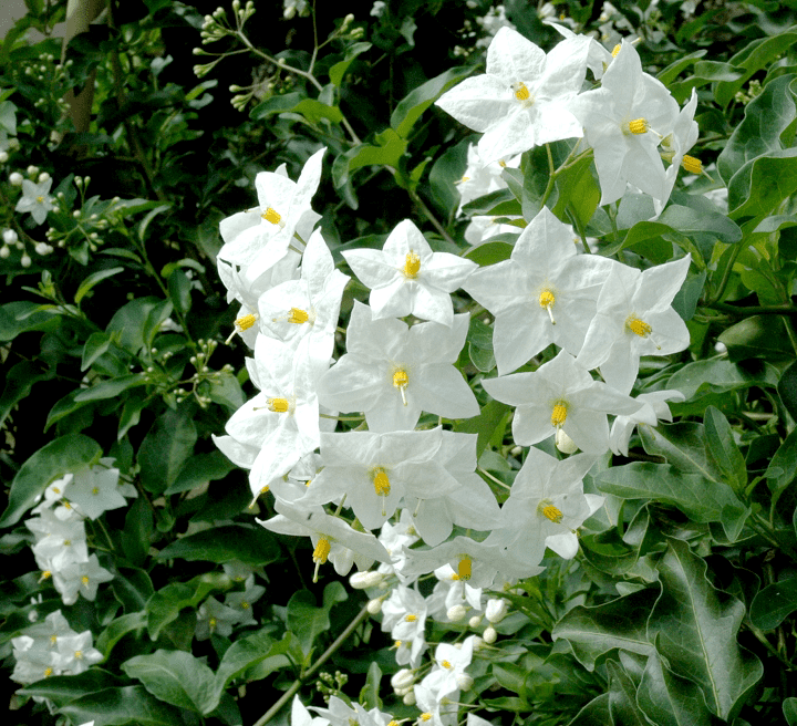 Des images de diff�rentes plantes